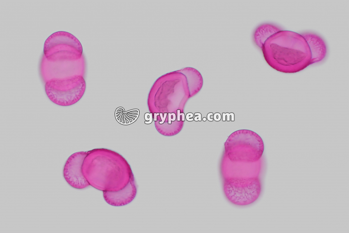 Pollen de Pin sylvestre X100 - gryphea.com